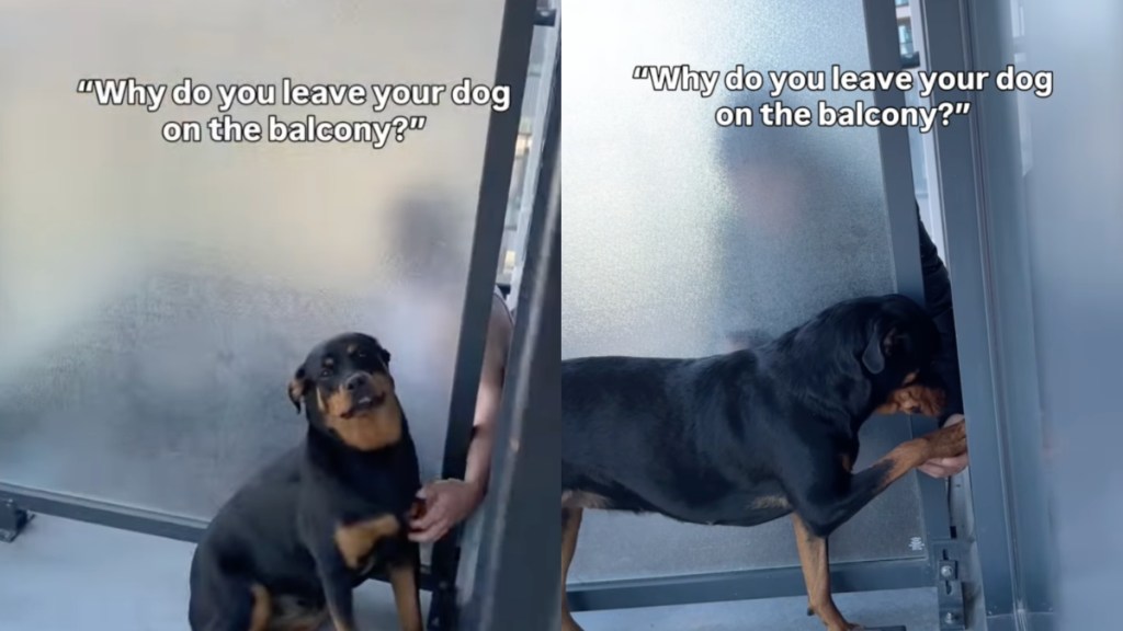 Video: Dog Only Goes to the Balcony for Neighbor’s Reaction