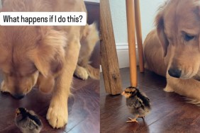 Video: Golden Retriever Acts Super Chill After Booping the Chick