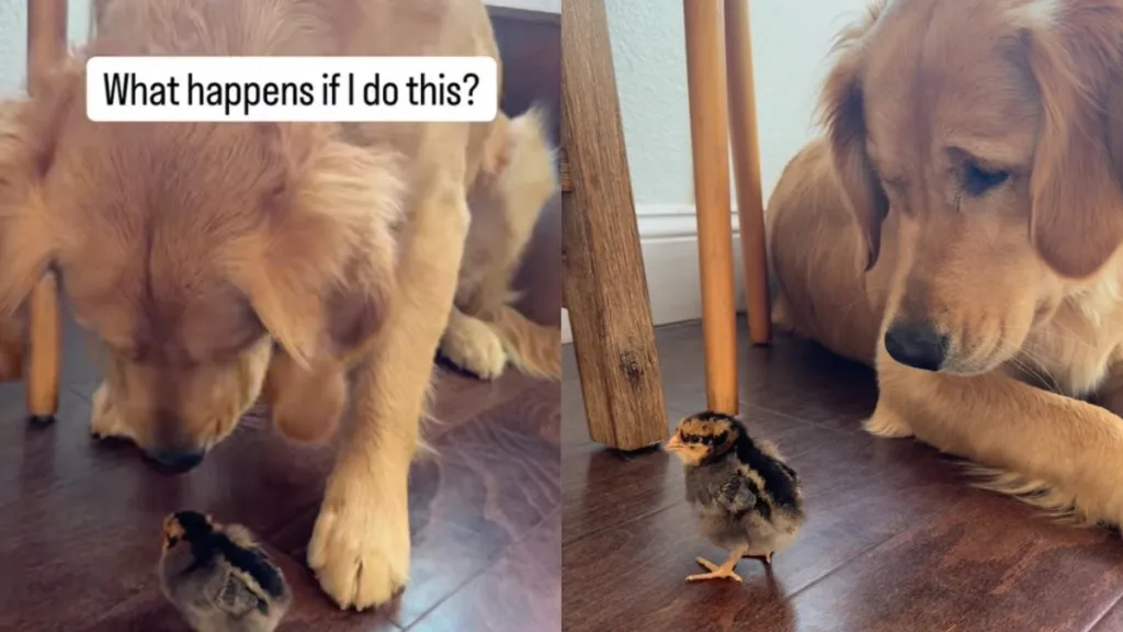 Video: Golden Retriever Acts Super Chill After Booping the Chick