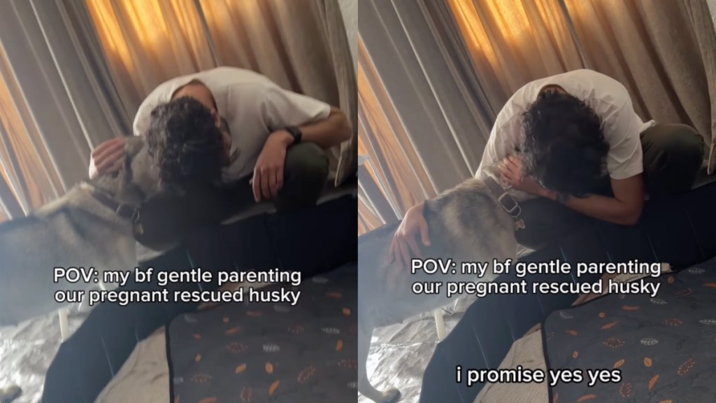 Video of Dad Gentle Parenting Pregnant Rescue Dog Is Everything
