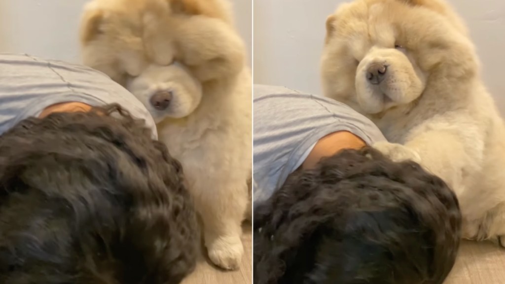 Dog Reacts to 'Can I Have a Kiss?' in a Cute Video