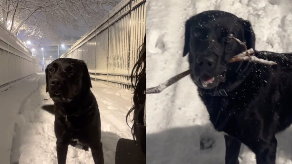 Video: Blizzard Can’t Stop This Labrador From Finding a Stick