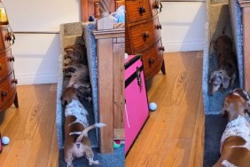 Video of a Pack of Tiny Dogs Sliding Off Their Bed Will Make Your Day