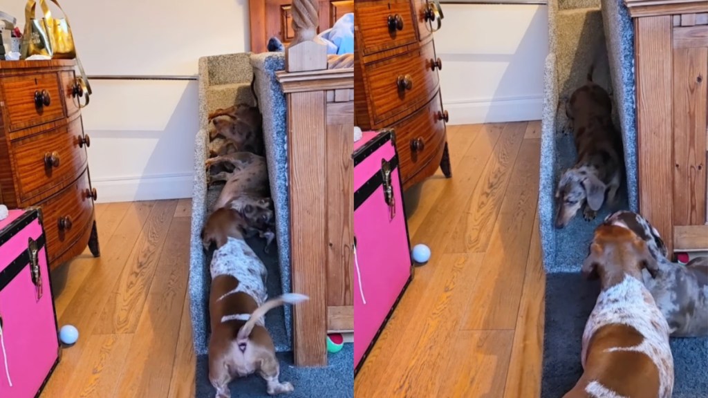 Video of a Pack of Tiny Dogs Sliding Off Their Bed Will Make Your Day