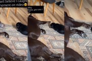 Video: Labrador Pets Bunny When No One's Looking