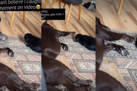 Video: Labrador Pets Bunny When No One's Looking