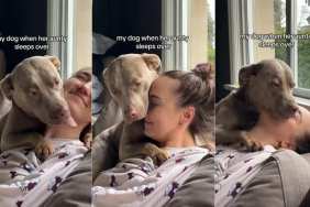 Video: Dog Expresses Love for Aunty With Adorable Kisses