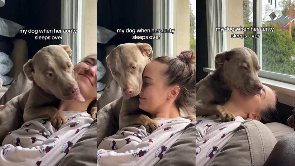 Video: Dog Expresses Love for Aunty With Adorable Kisses