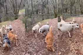 Video: Dog Pack Accepts Farm Animal In Their Group
