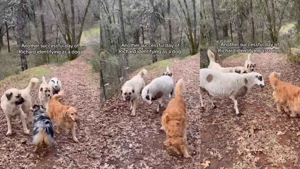 Video: Dog Pack Accepts Farm Animal In Their Group