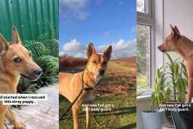 Video Shows Rescue Dog Always Protecting Her Forever Family