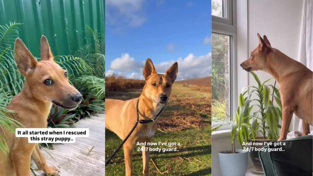 Video Shows Rescue Dog Always Protecting Her Forever Family