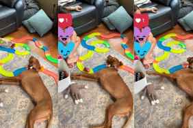 Video: This Smart Dog Knows Exactly When to Join Kid’s Playtime