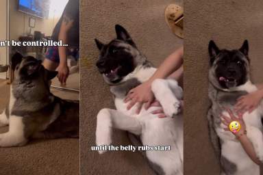 Video Shows This Dog's Weakness Is Belly Rubs