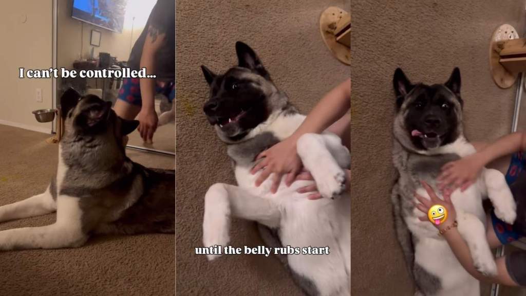 Video Shows This Dog's Weakness Is Belly Rubs