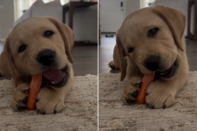 puppy carrot video