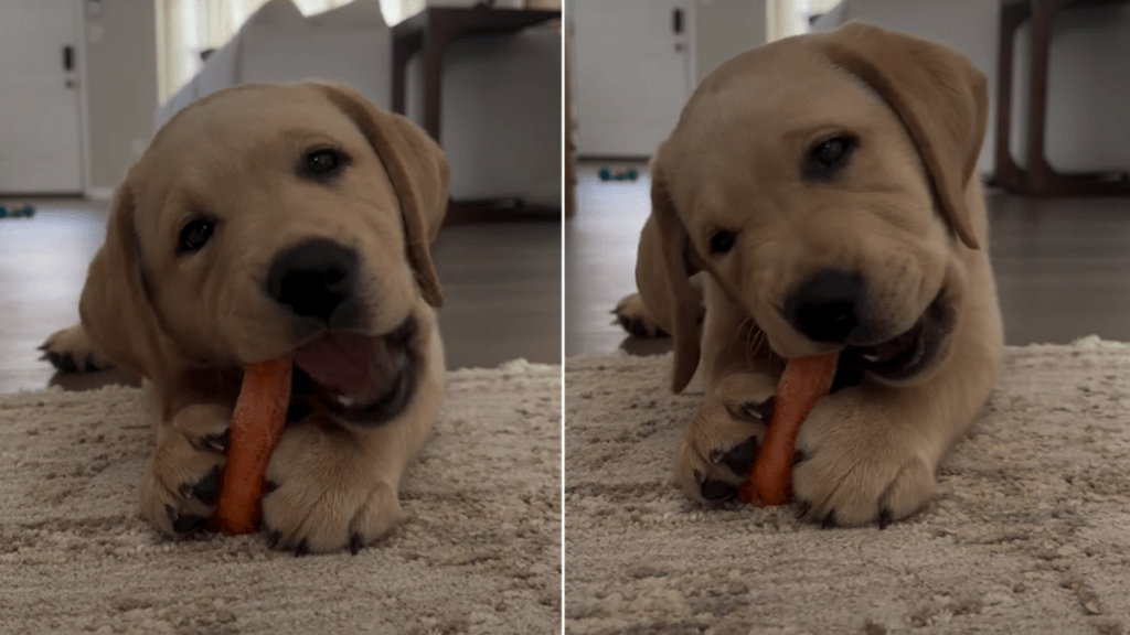 puppy carrot video