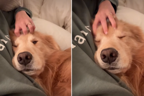 dog sleep video