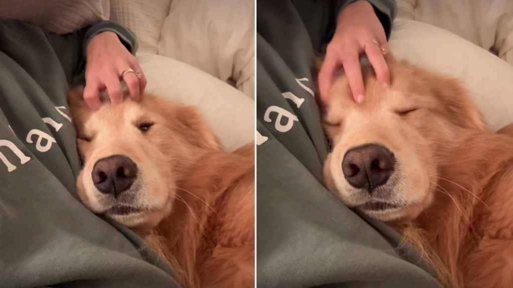 dog sleep video