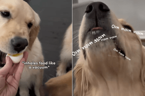 dog siblings eating styles video