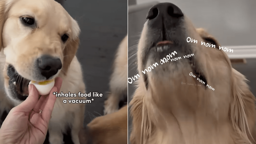 dog siblings eating styles video