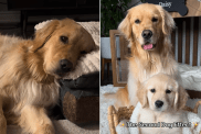 dog sibling video