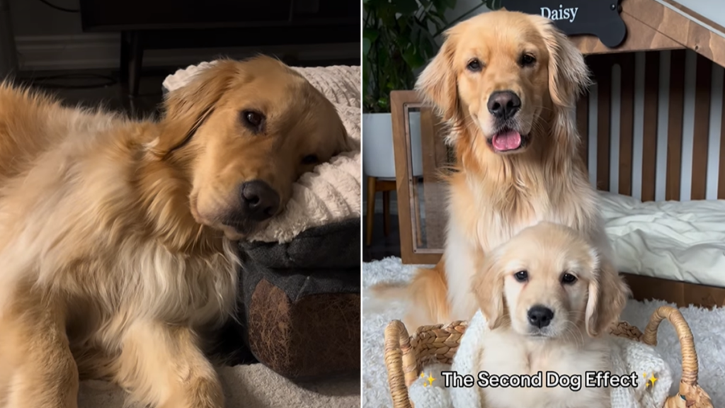 dog sibling video