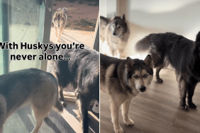 husky owner video