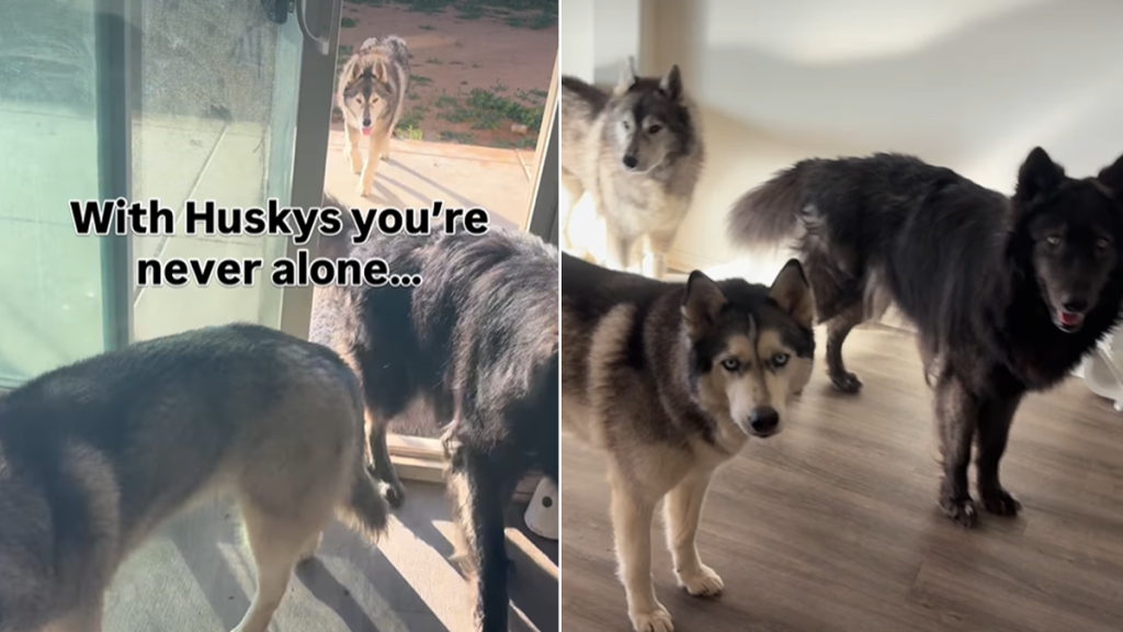 husky owner video