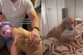 golden retriever baby video