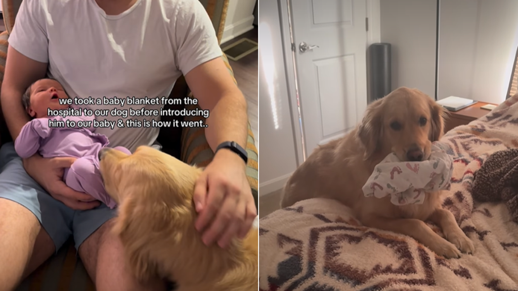 golden retriever baby video