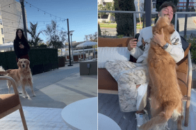 golden retriever video