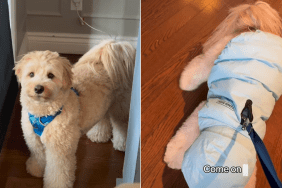 dog toddler video