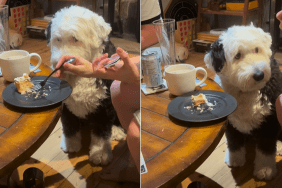 dog cake video
