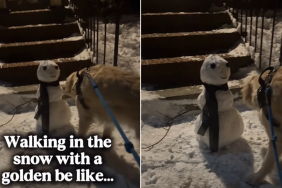 golden retriever snowman video