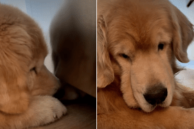 golden retriever video