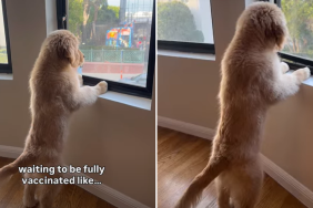 golden retriever video