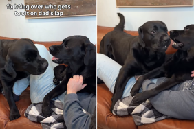 labrador cuddle video