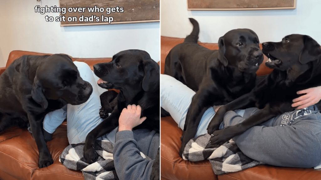 labrador cuddle video