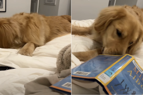 owner golden retriever reading video