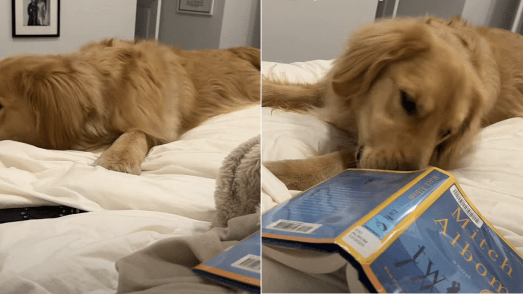 owner golden retriever reading video