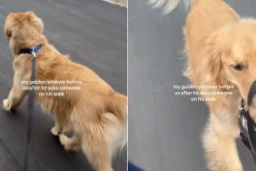 dog owner walk video