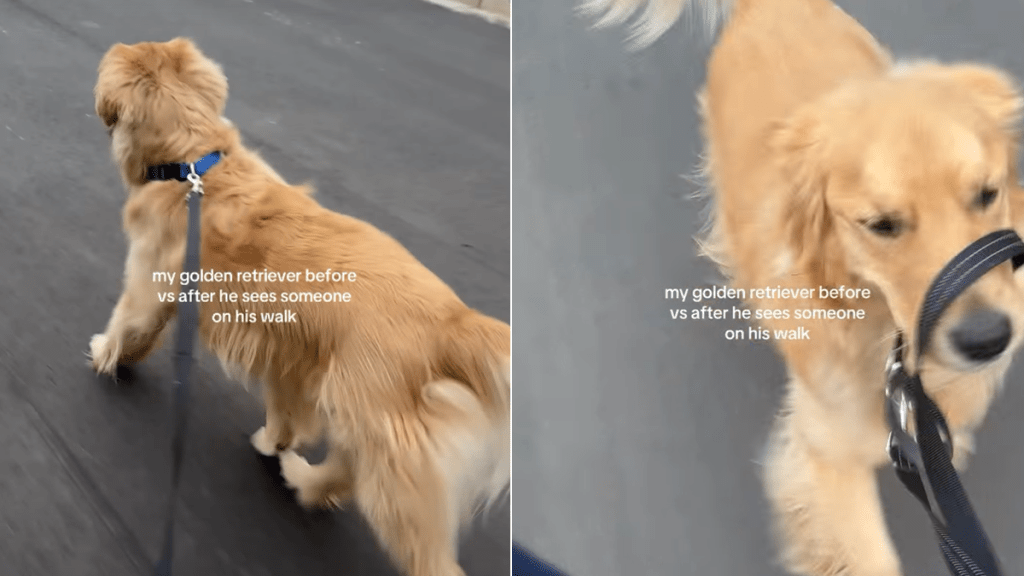 dog owner walk video