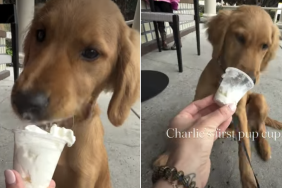 golden retriever puppy pup cup video