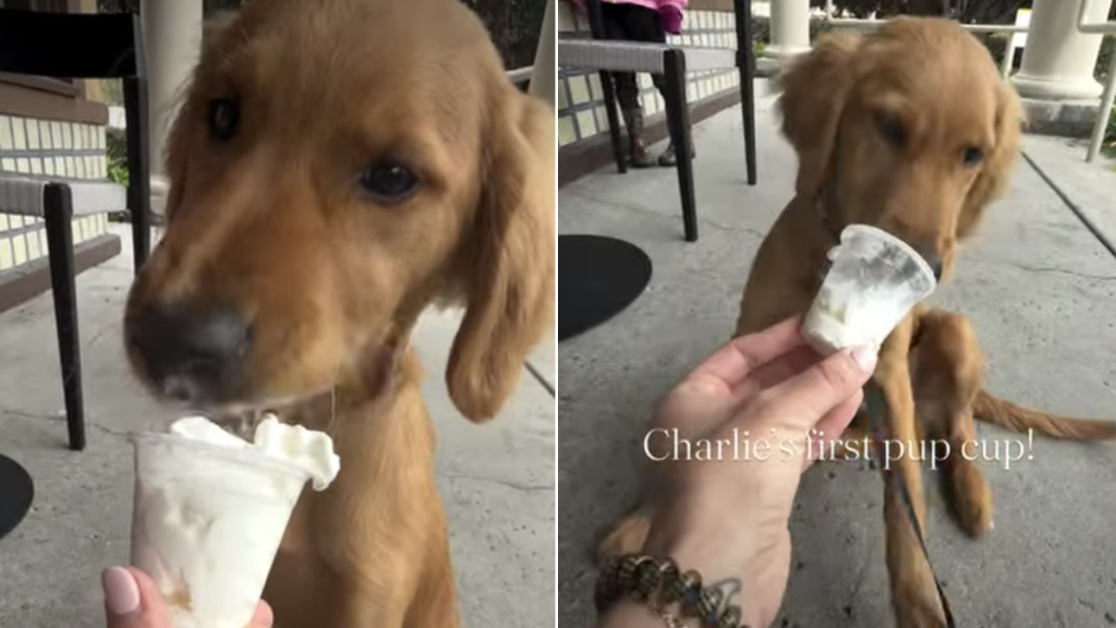 golden retriever puppy pup cup video