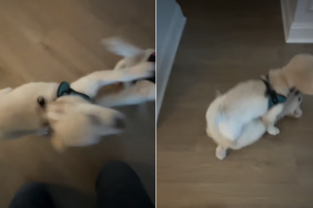 golden retriever puppies