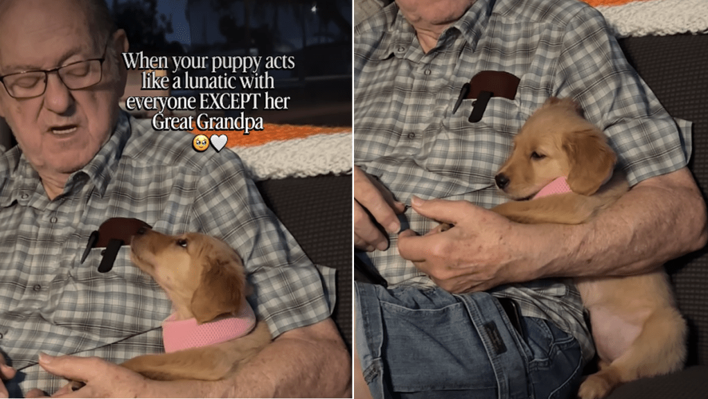 golden retriever puppy video