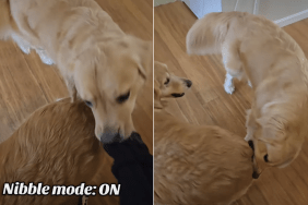 golden retriever video