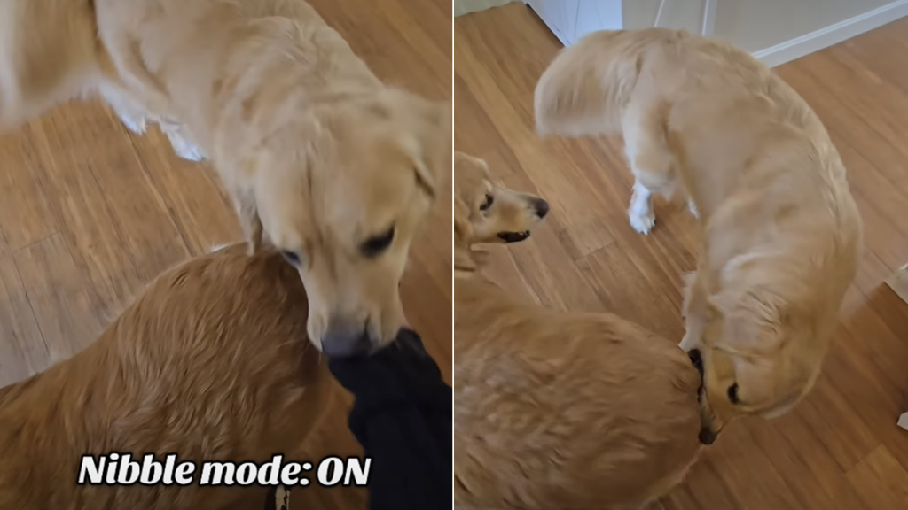golden retriever video