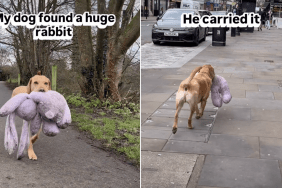 labrador rabbit toy video